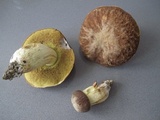 Boletus depilatus image