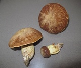 Boletus depilatus image