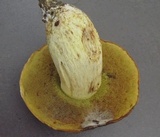 Boletus depilatus image