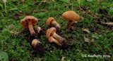 Cortinarius distans image