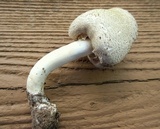 Agaricus placomyces image