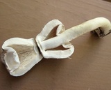 Agaricus placomyces image