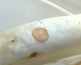 Agaricus placomyces image