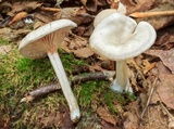 Entoloma albogriseum image