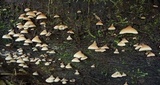Campanophyllum proboscideum image
