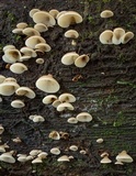 Campanophyllum proboscideum image