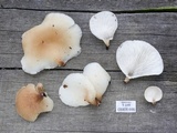 Campanophyllum proboscideum image