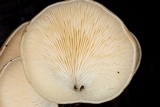 Campanophyllum proboscideum image