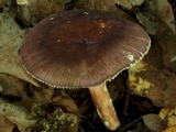Russula arnoldae image