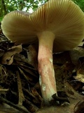 Russula arnoldae image