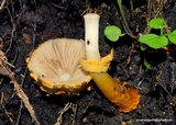 Descolea flavoannulata image
