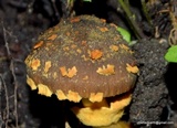 Descolea flavoannulata image