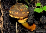 Descolea flavoannulata image