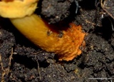 Descolea flavoannulata image