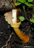 Descolea flavoannulata image