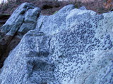 Porpidia albocaerulescens var. albocaerulescens image