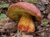 Boletus speciosus image