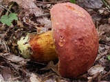 Boletus speciosus image