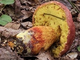 Boletus speciosus image