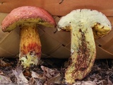 Boletus speciosus image