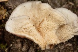 Byssomerulius incarnatus image