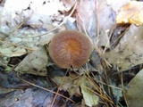 Gymnopus biformis image