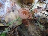 Gymnopus biformis image