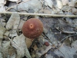 Gymnopus biformis image