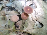 Gymnopus biformis image