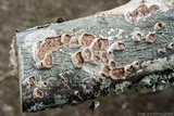 Licrostroma subgiganteum image