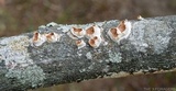 Licrostroma subgiganteum image