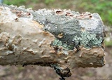 Licrostroma subgiganteum image