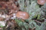 Tylopilus felleus image