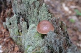 Tylopilus felleus image