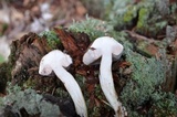 Tylopilus felleus image
