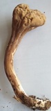 Clavariadelphus unicolor image