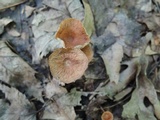 Gymnopus subnudus image