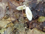 Marasmius delectans image