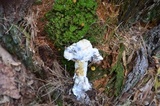 Hypomyces cervinigenus image