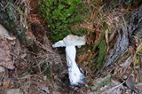 Hypomyces cervinigenus image