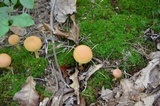 Xerocomus illudens image
