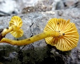 Cantharellus minor image