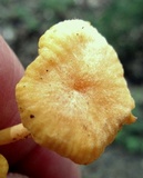 Cantharellus minor image