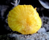 Cantharellus minor image
