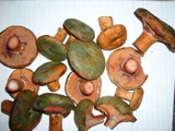 Lactarius rubrilacteus image