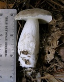 Boletus pallidus image
