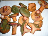 Lactarius rubrilacteus image