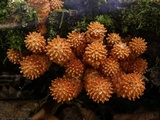Pholiota squarrosoides image