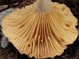 Lactarius marylandicus image