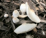 Leucocoprinus cepistipes image